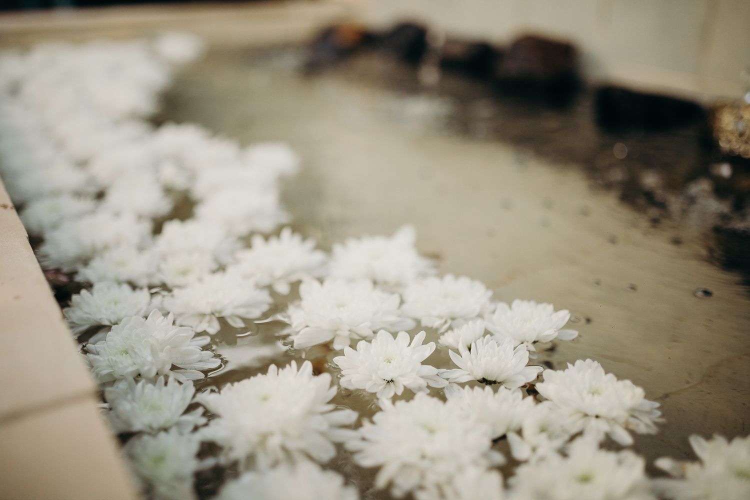 Delicate white chrysanthemum flowers arranged on a neutral surface.