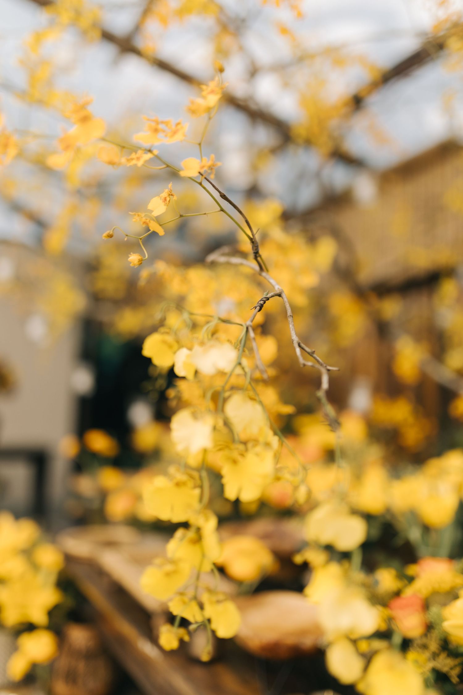 Yellow blossoms creating a dreamy bokeh effect against light background.