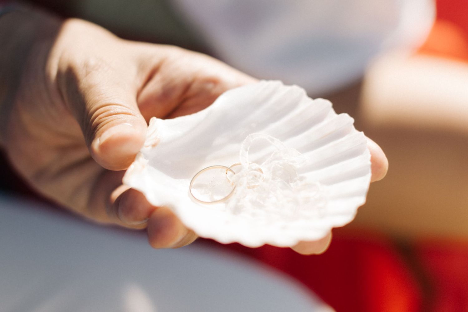 White seashell shaped dish held in sunlight showing delicate details.