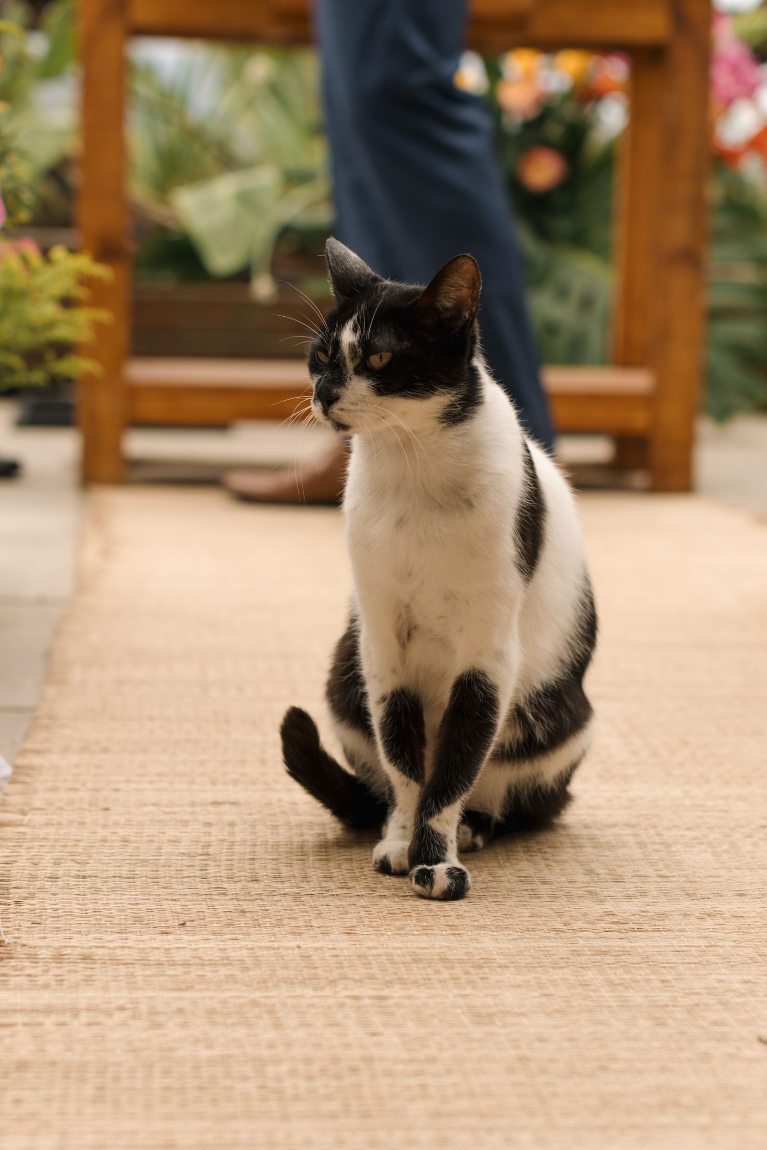 Black and white cat sitting on beige carpet in sequence of candid poses.