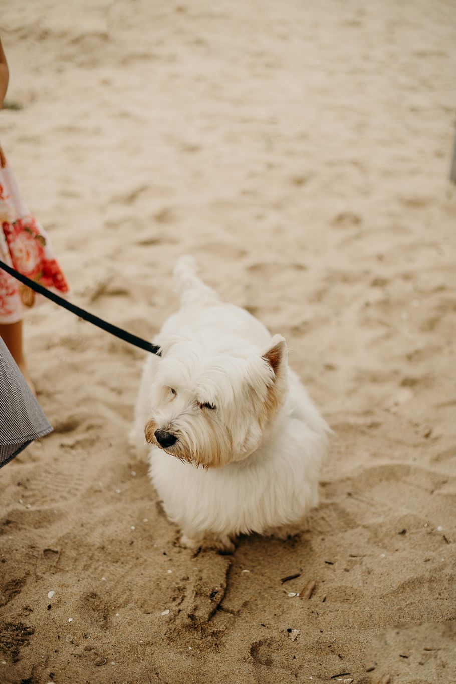 Small white fluffy dog on a leash walks on sandy beach.