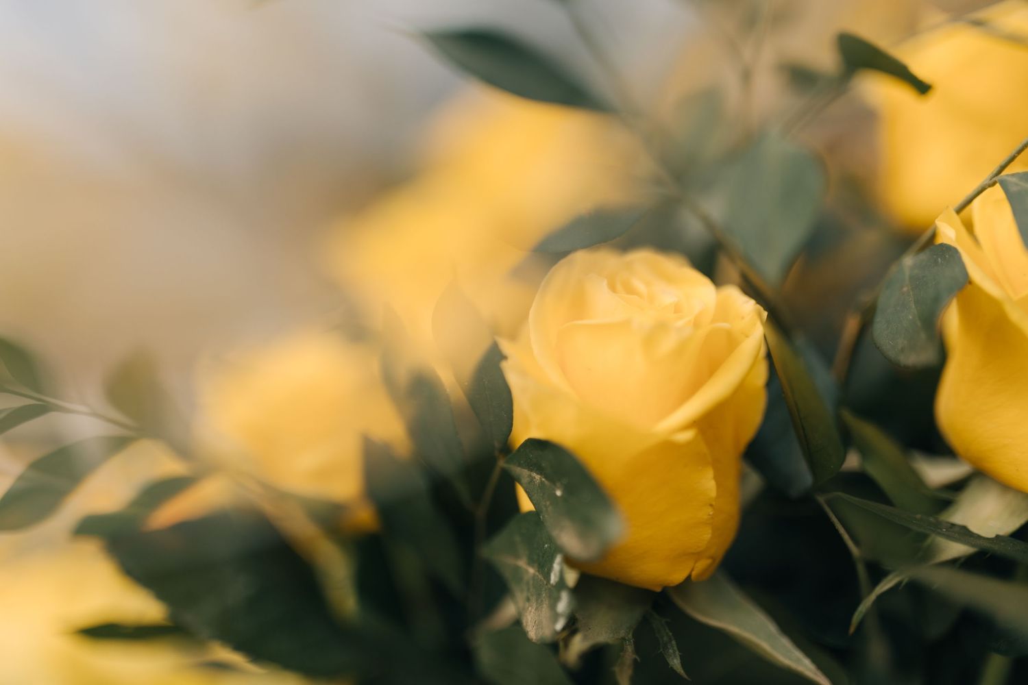 Dreamy yellow roses with soft bokeh effect and green foliage.