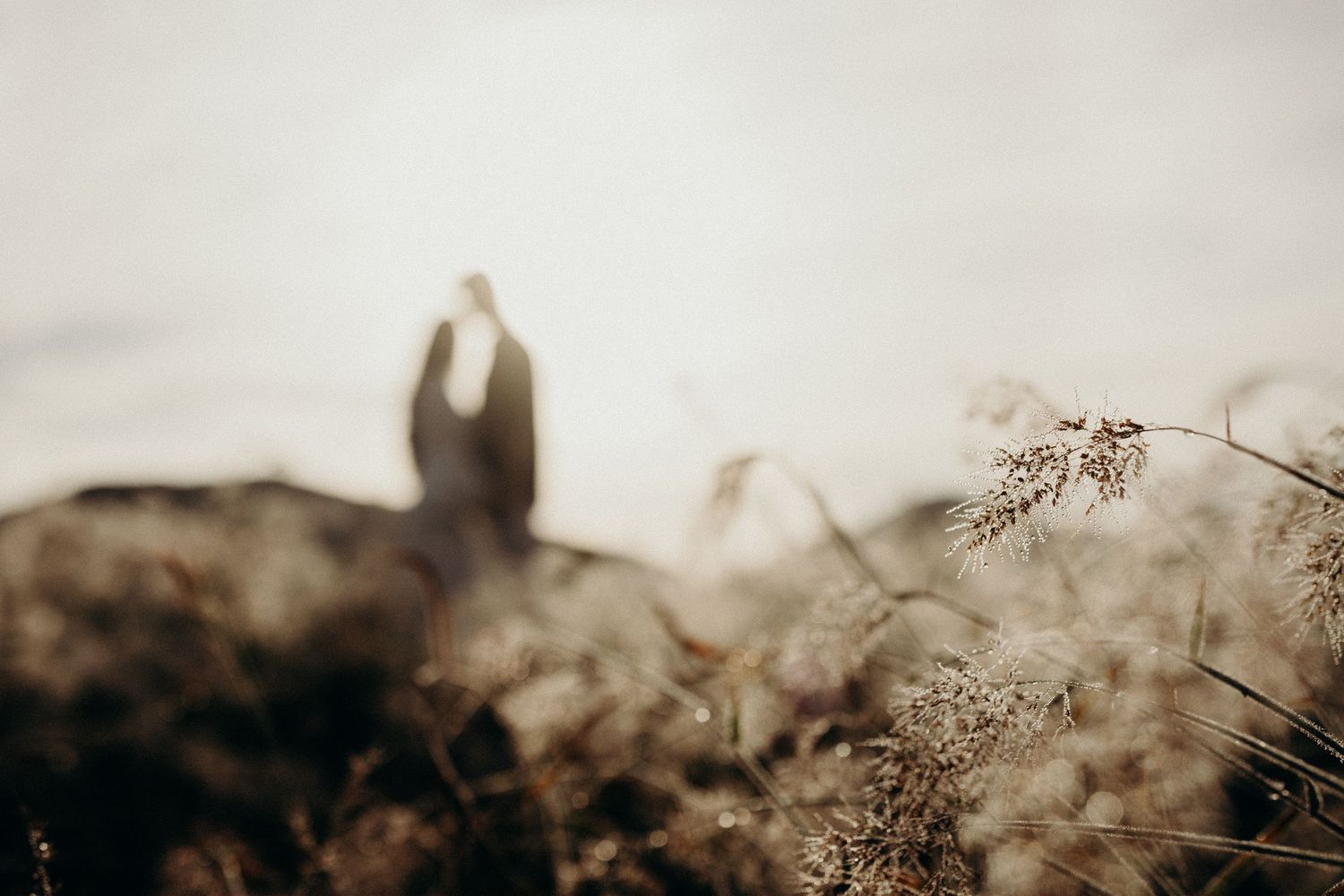 Abstract natural landscape with wispy grasses in muted sepia tones.