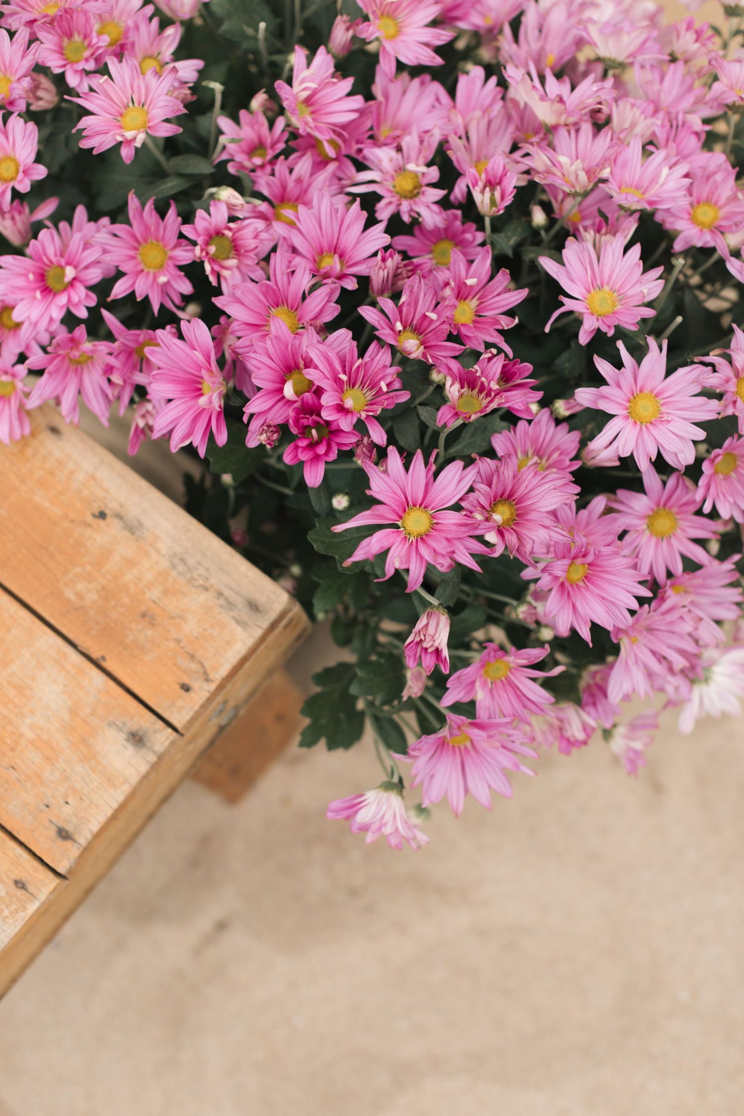 Vibrant pink chrysanthemums blooming next to a wooden crate on concrete surface.