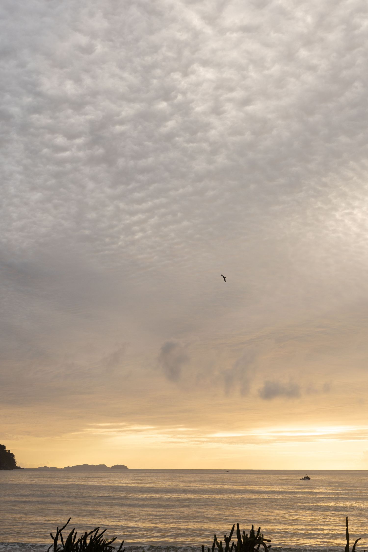 ôr do sol dourado sobre o horizonte do oceano com nuvens temperamentais e vegetação costeira recortada em primeiro plano.