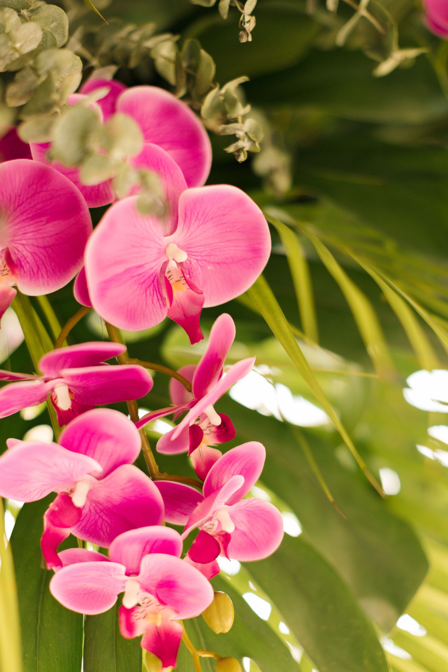 Vibrant pink orchids bloom against lush green tropical foliage in natural lighting.