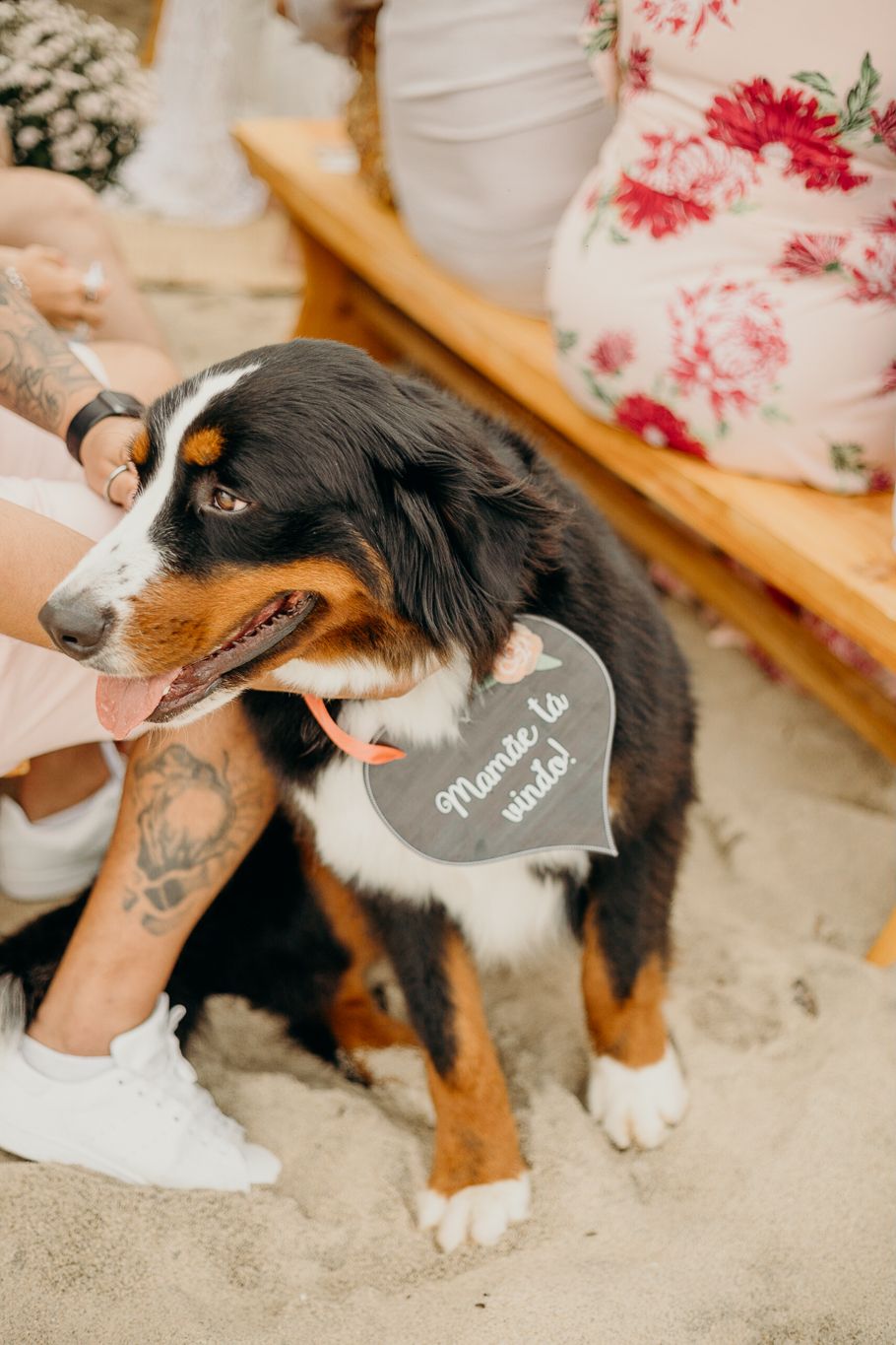 A Bernese Mountain Dog wearing a gray bandana with text sits on the floor.