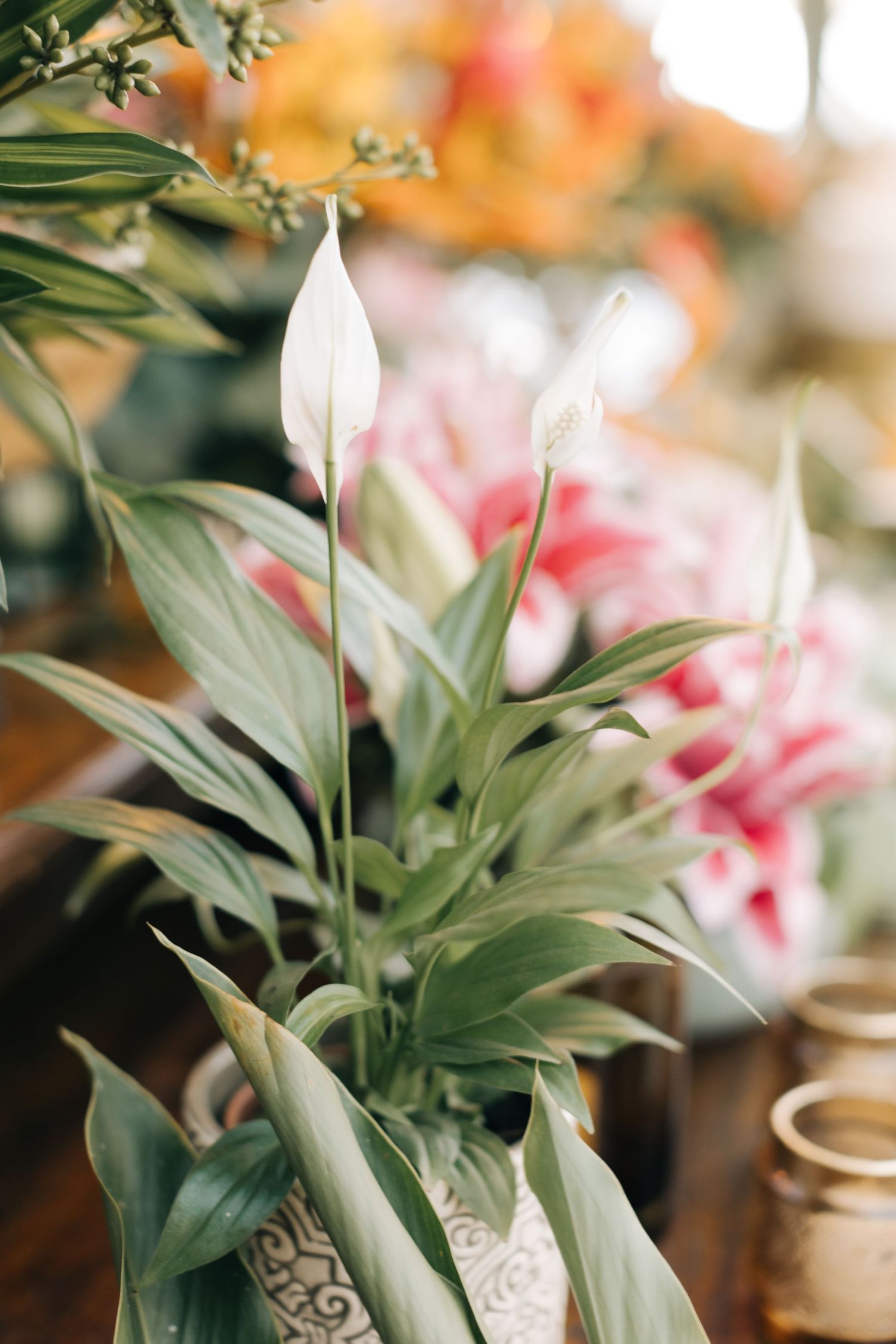 White peace lily bloom among tropical foliage in decorative ceramic container.