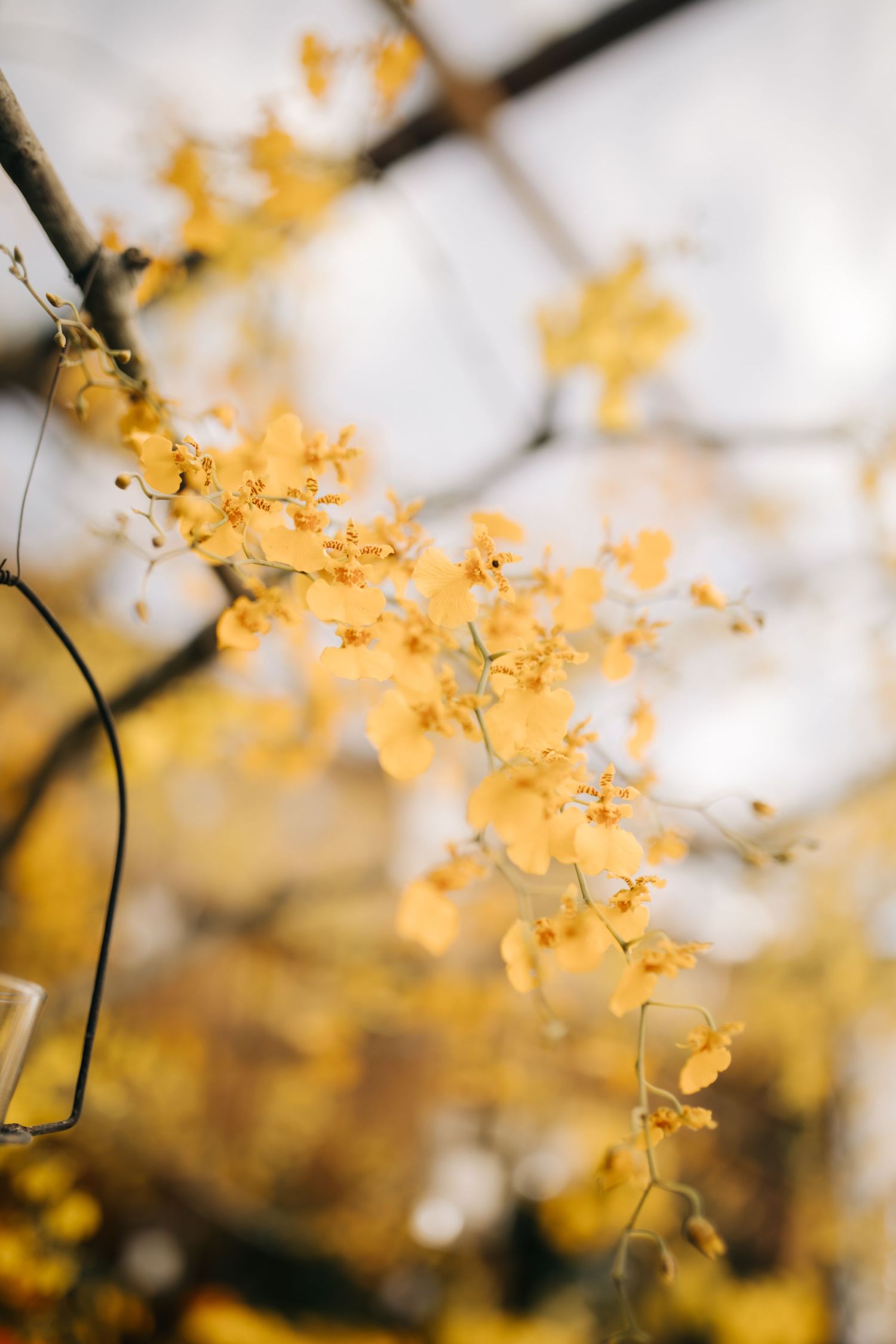 Delicate yellow orchids bloom against a soft blurred background.