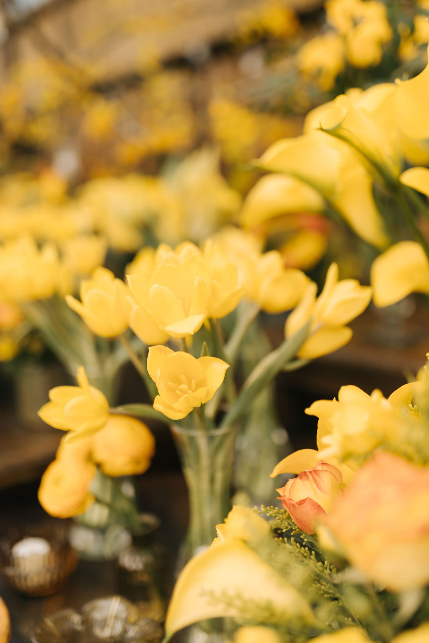 Close-up of fresh daffodils with bright yellow petals in garden setting.