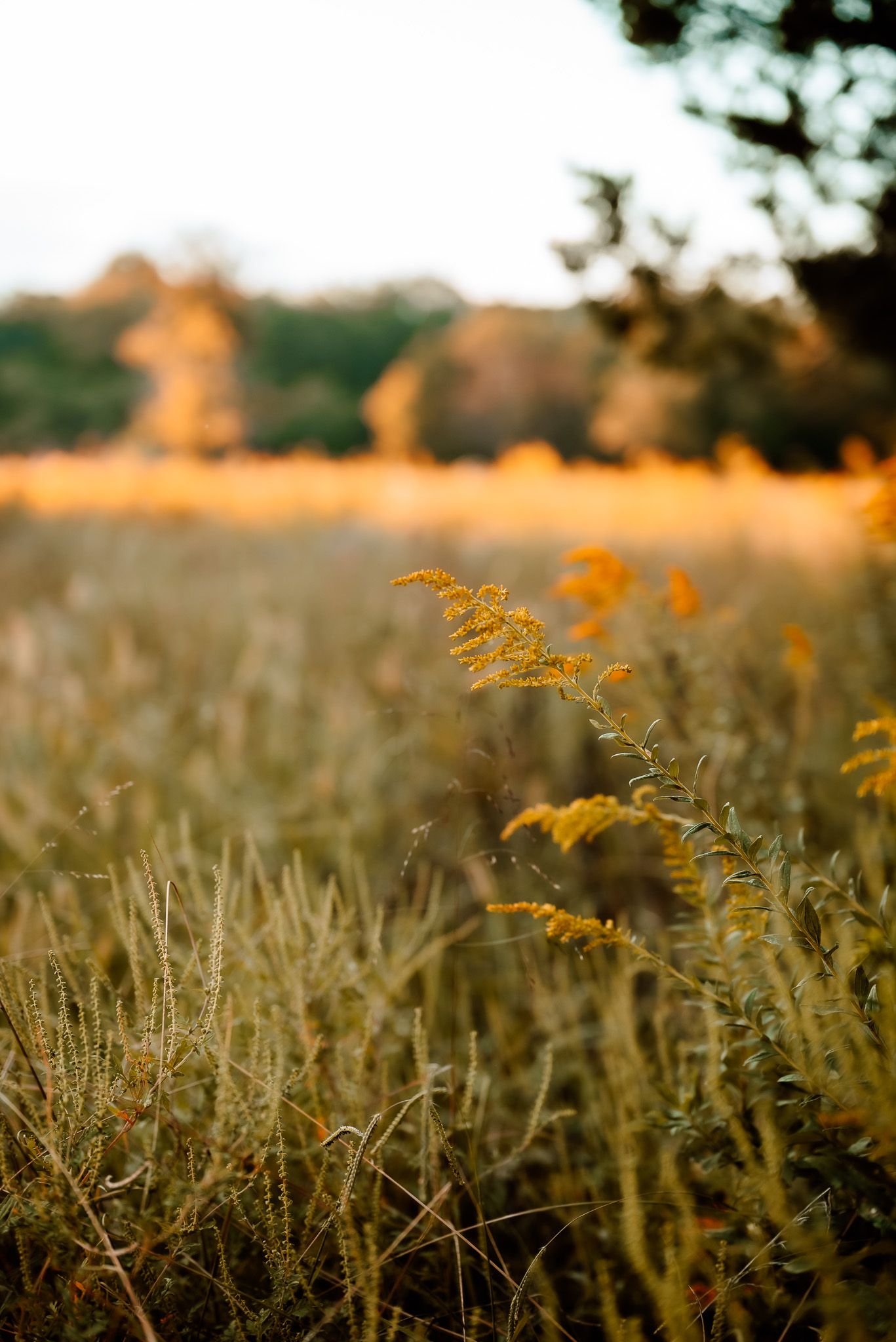 beautiful sunset field, montgomery county, PA