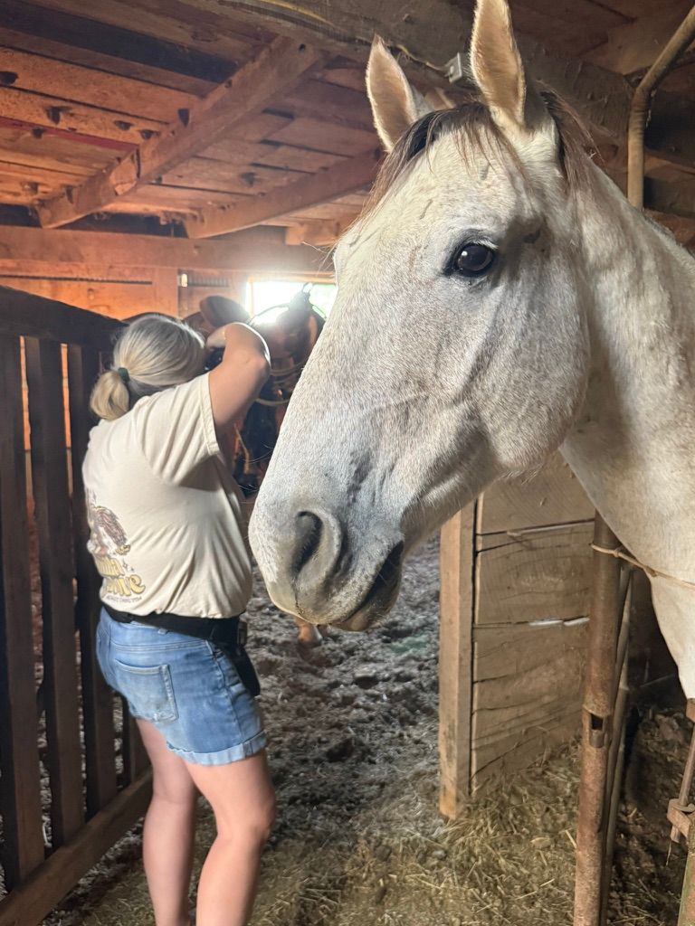 Person in jean shorts grooming a white horse in a rustic wooden stable with hay on the ground.