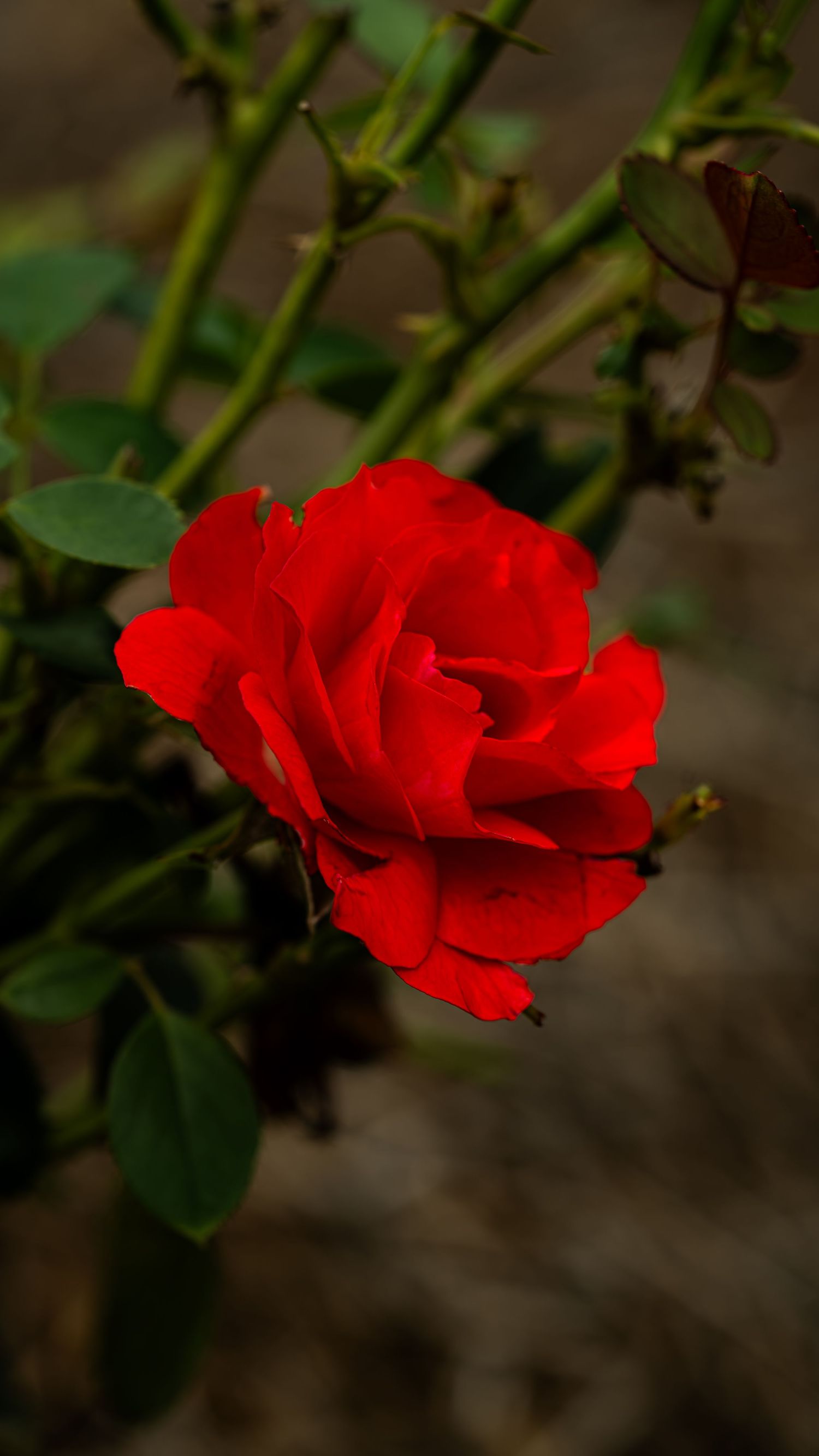 Vibrant red rose bloom in closeup against dark blurred background.