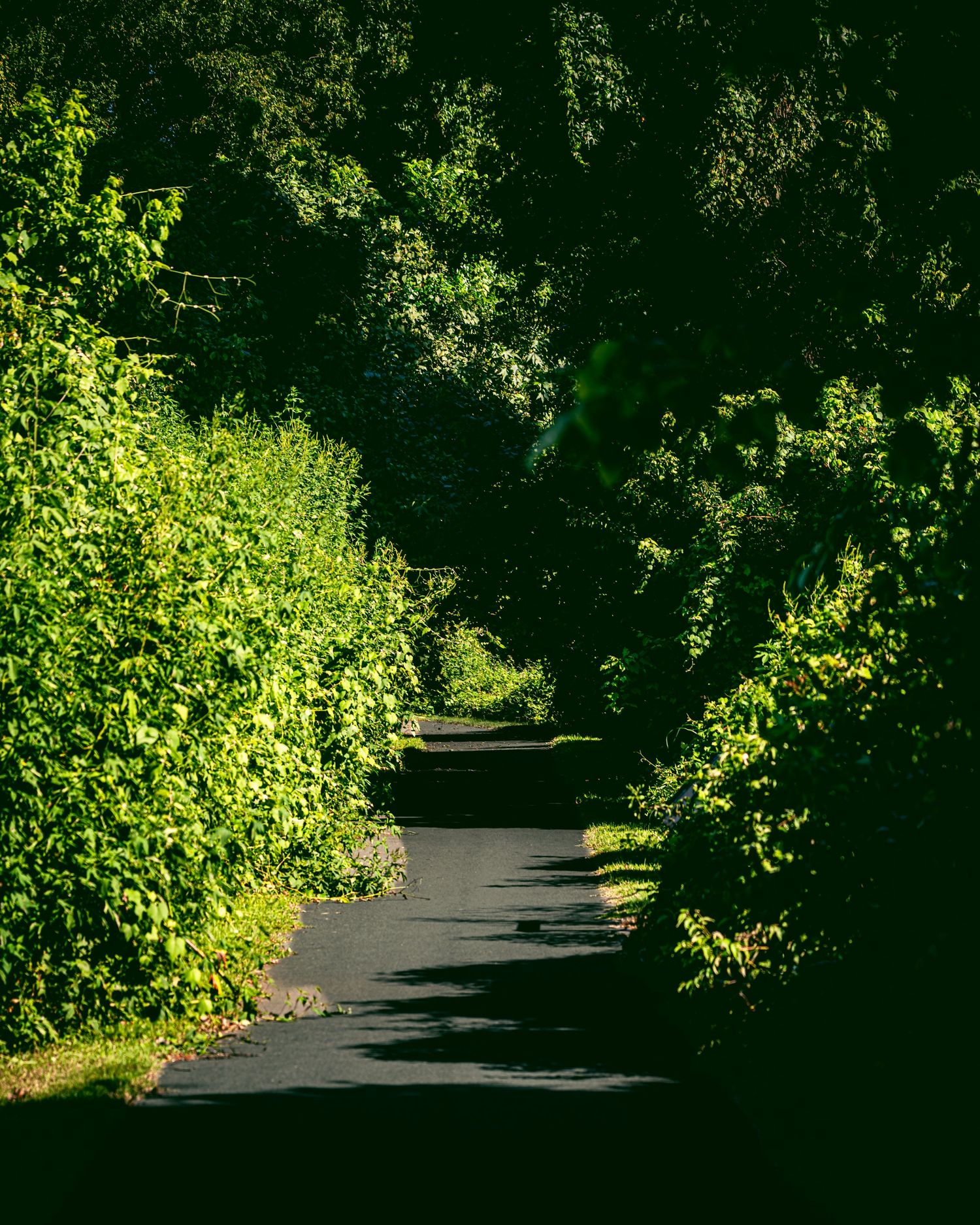 Tree-lined pathway with dappled sunlight creating shadows on a paved trail.