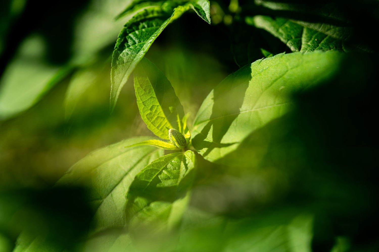 Extreme close-up of bright green leaves with natural bokeh effect in background.