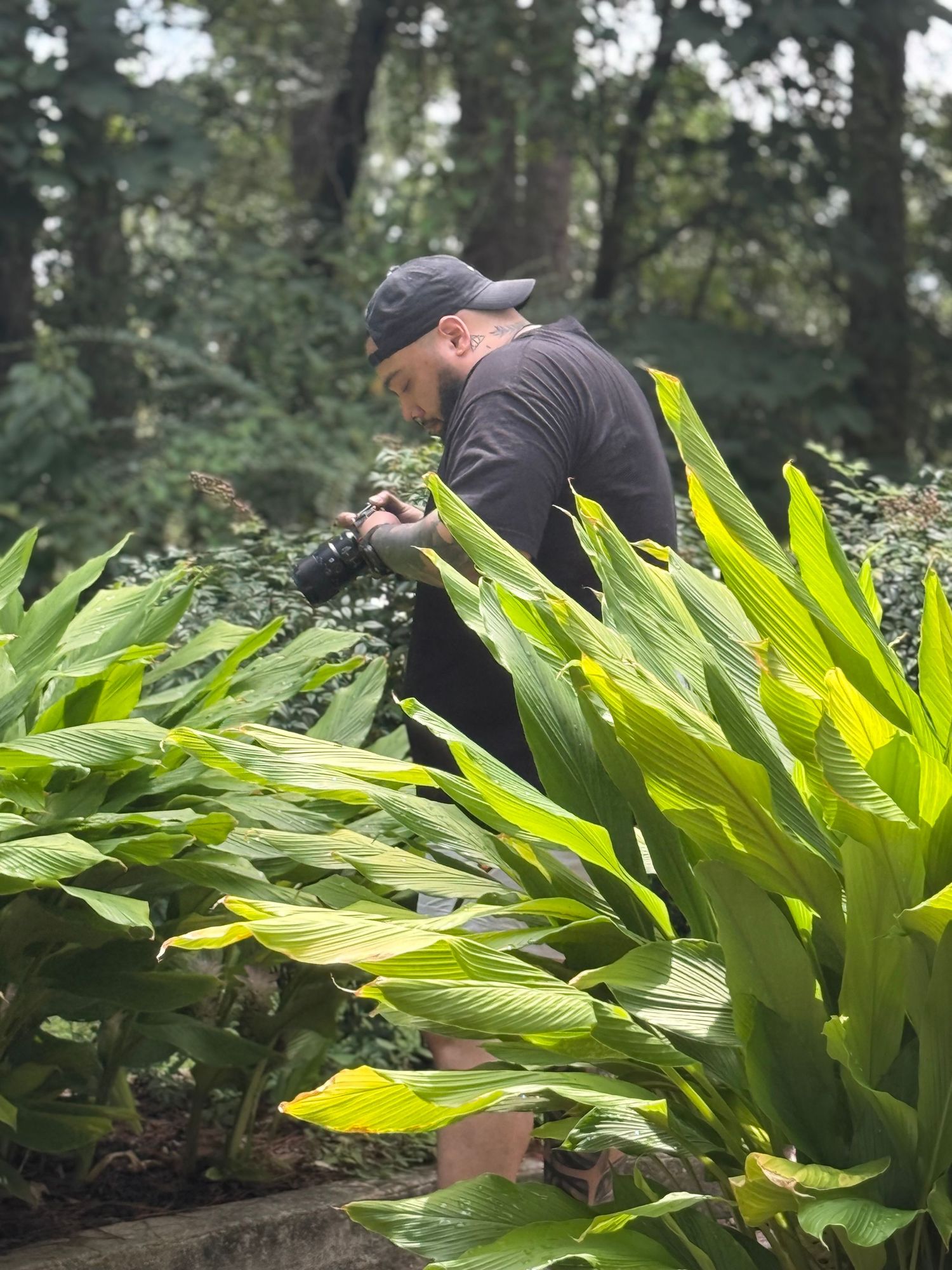 Large green tropical plants growing in a wooded garden setting.