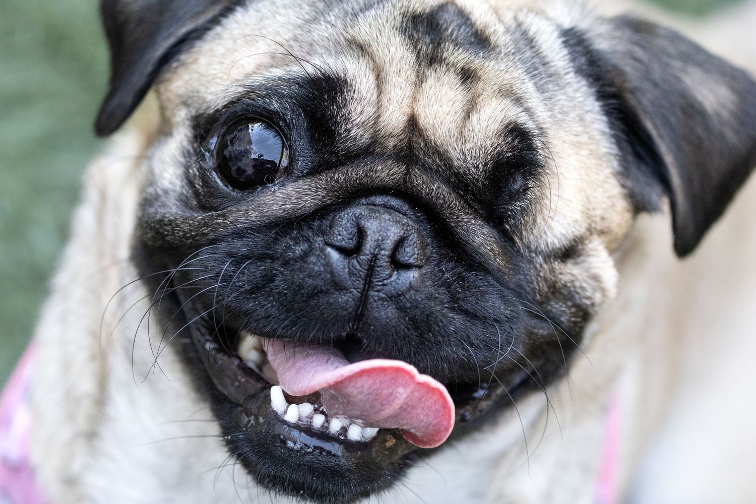 Close-up series of a pug's face showing various playful expressions with tongue out and teeth visible.