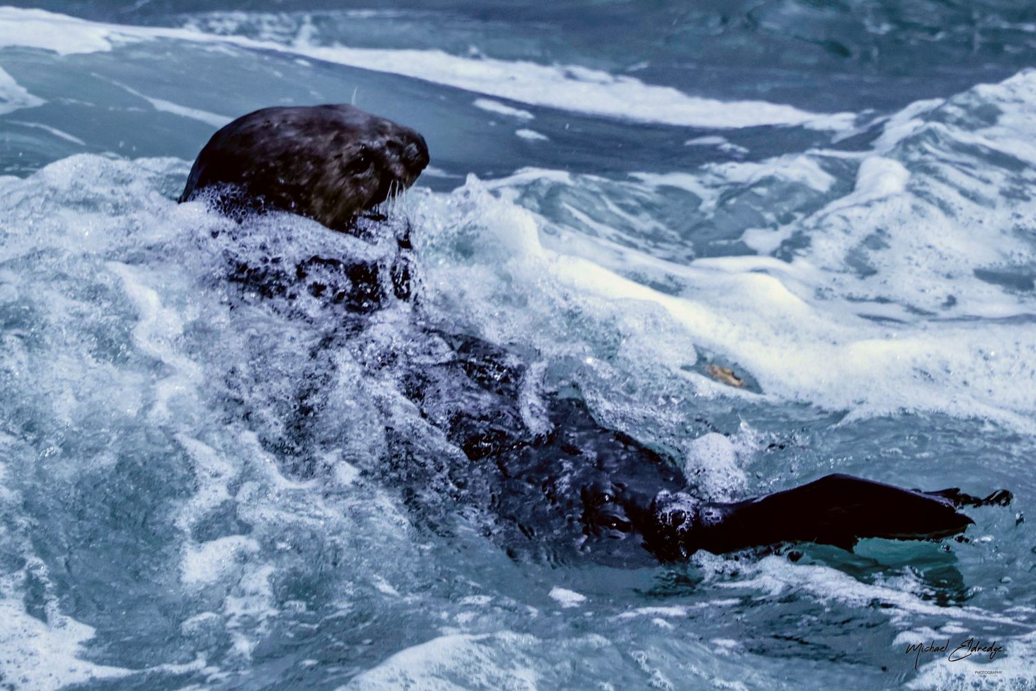 Multiple shots of a seal swimming through turbulent ocean waves.