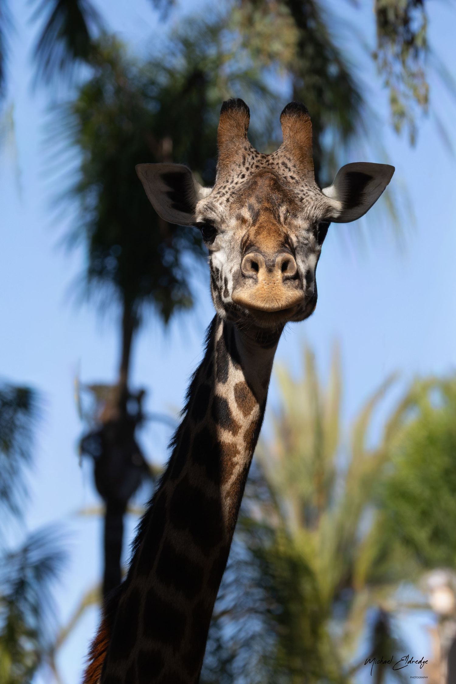Close-up sequence of a giraffe's head and neck against a blue sky with palm trees.