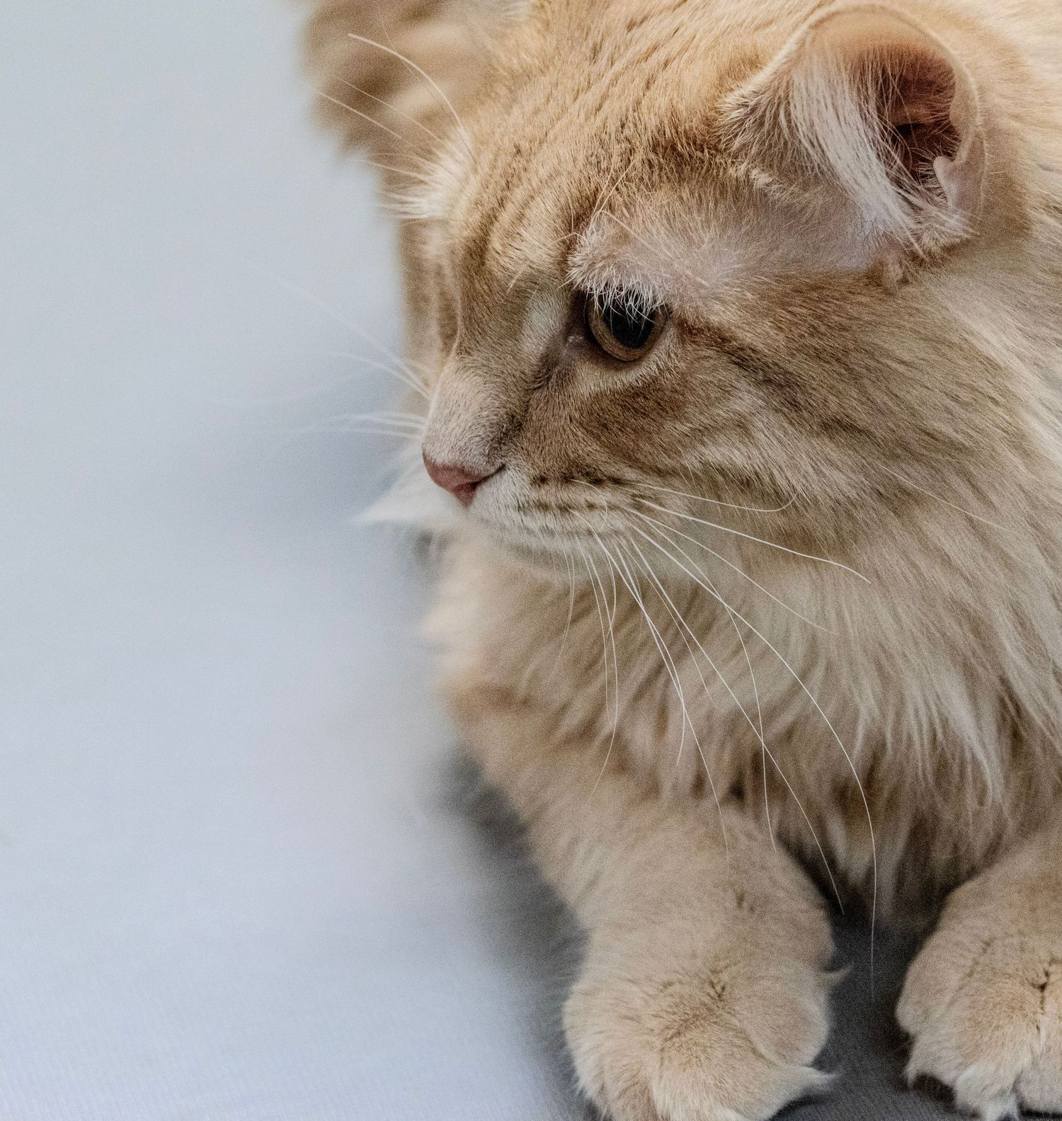 Close-up portrait of a cream-colored Persian cat with long fluffy fur.