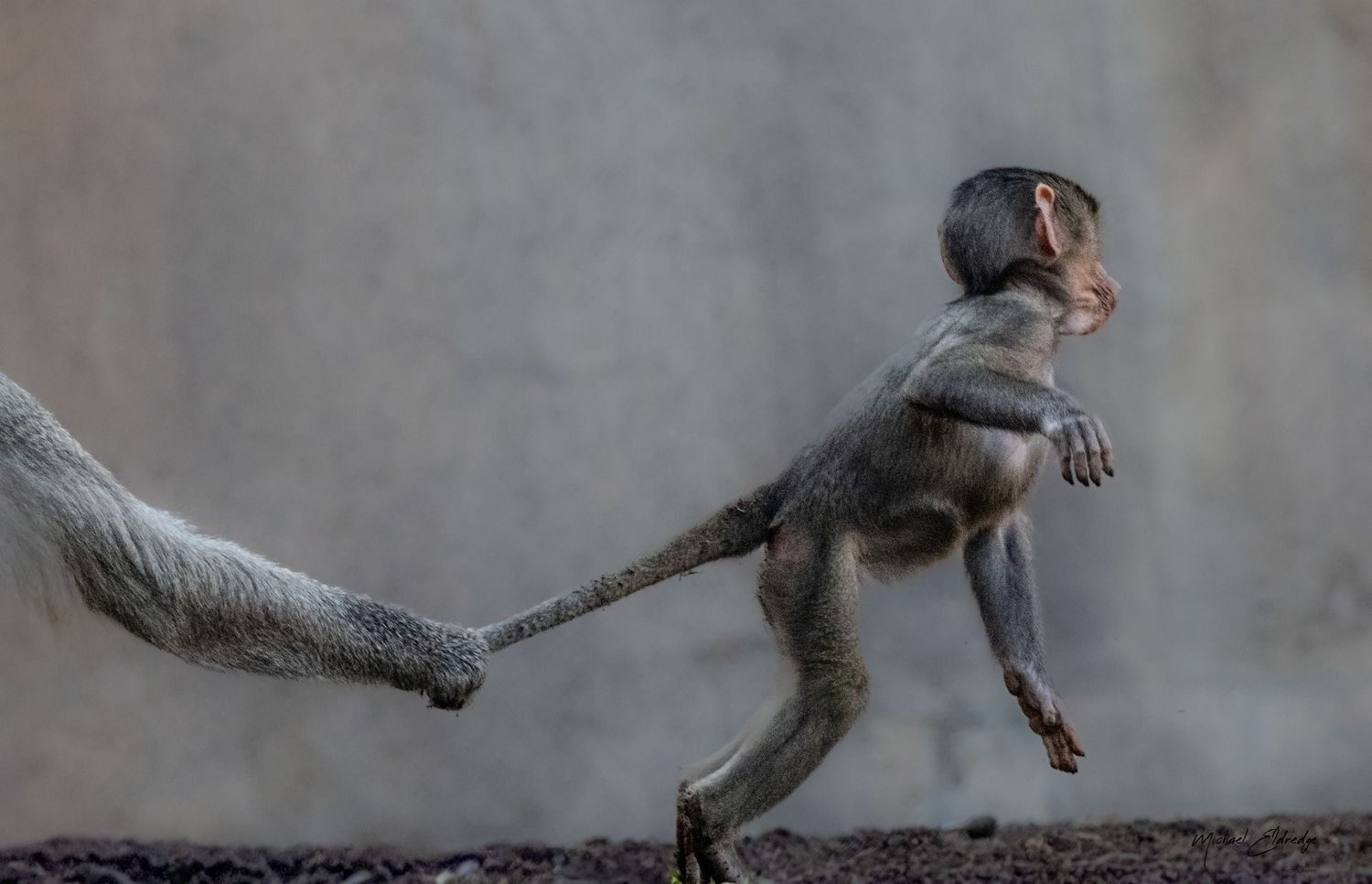Sequence of a sloth's claws gripping and moving along a branch in close-up detail.