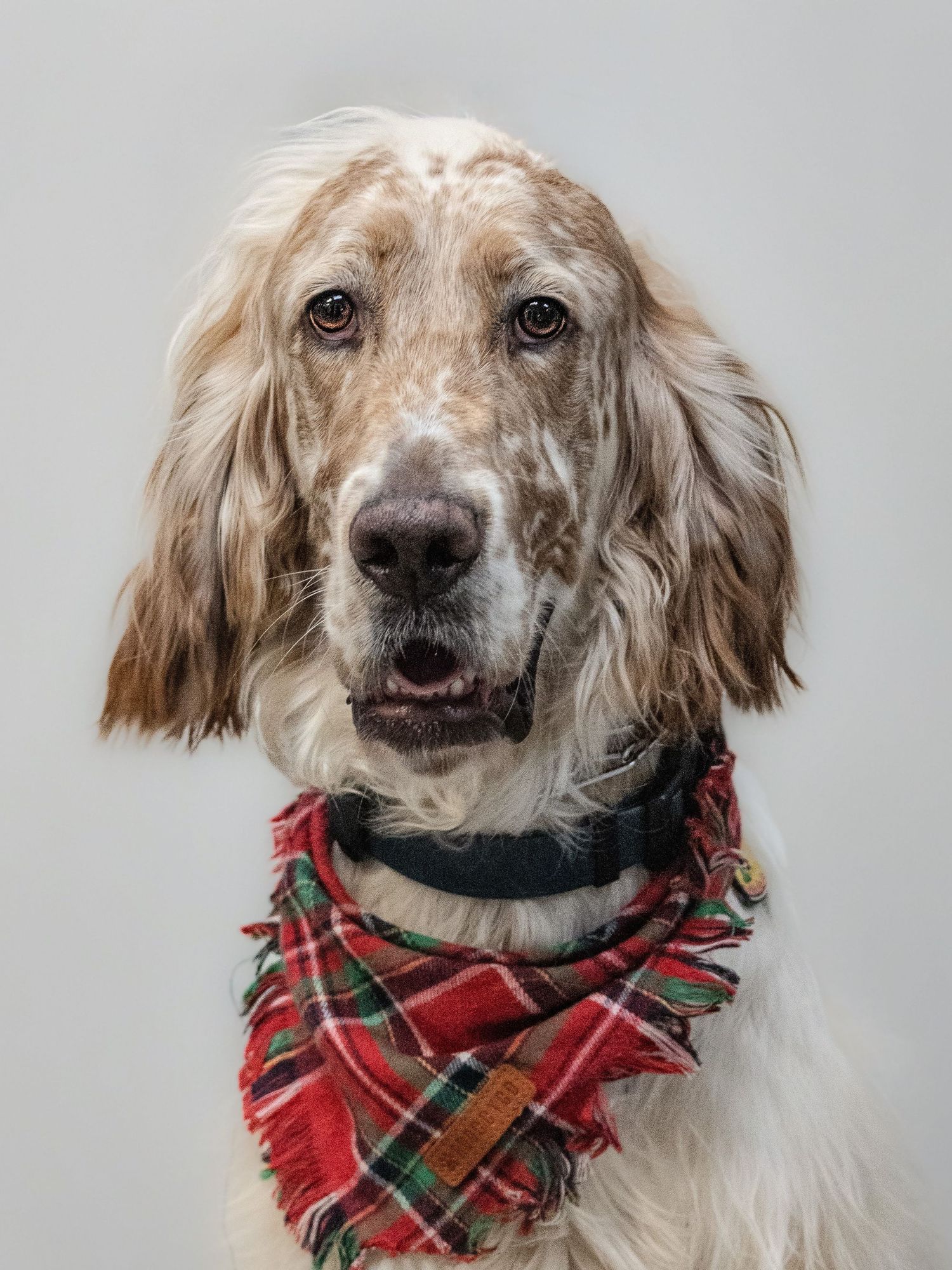 A fluffy English Setter dog wearing a festive red plaid bandana and black collar poses for a portrait.