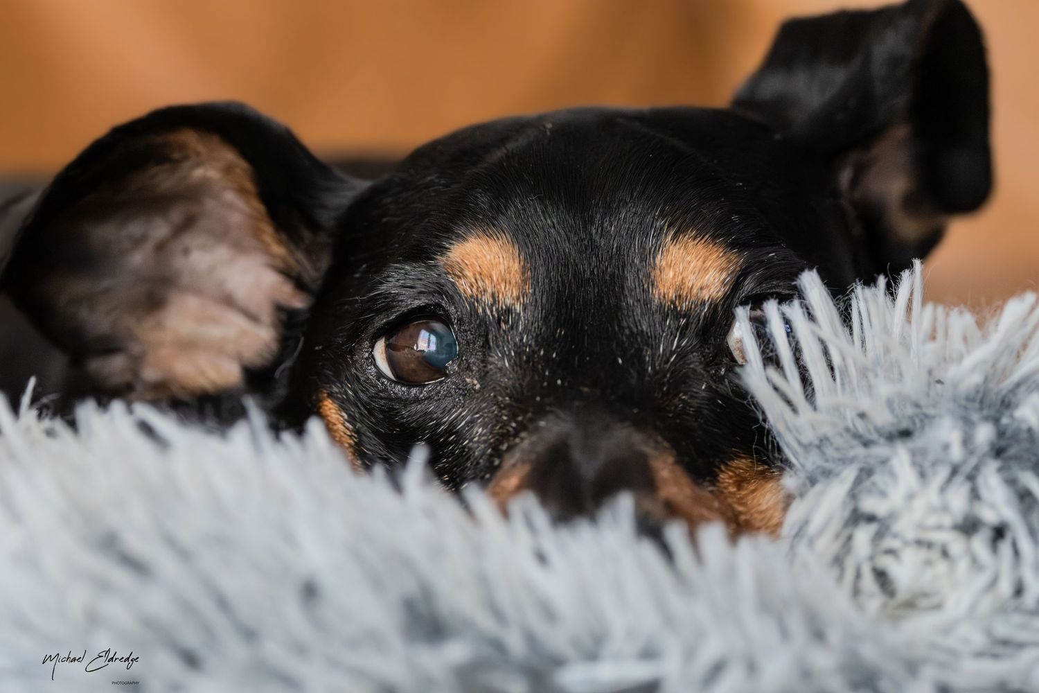 Close-up artistic shots of a sleeping dog's fur and features in dramatic lighting.