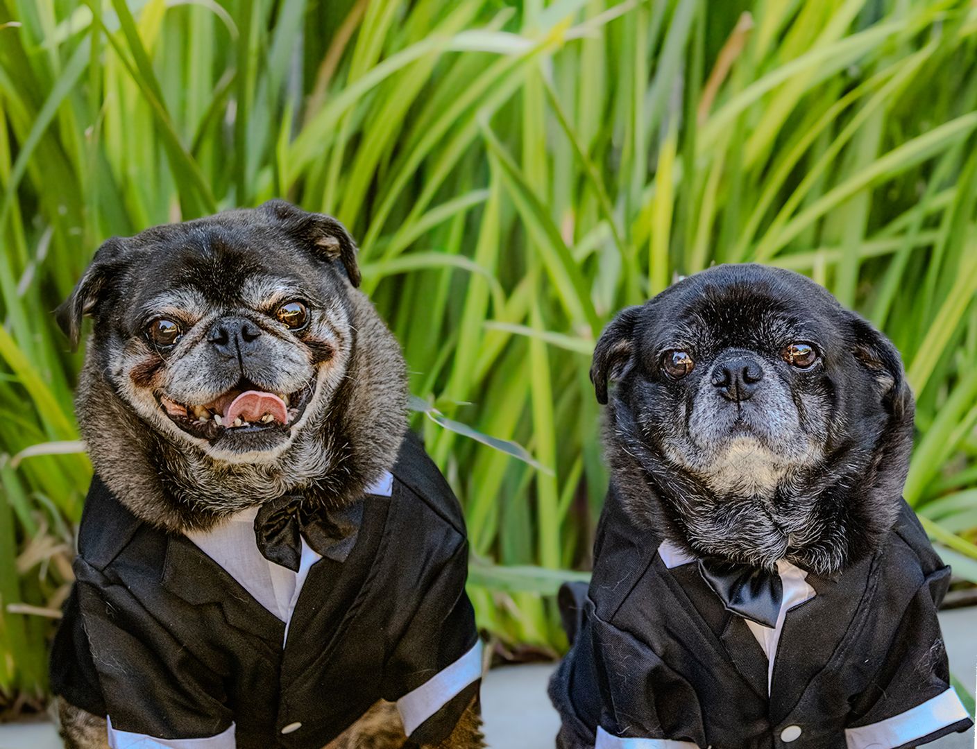 Series of a small black pug dog wearing formal attire against green grass background.