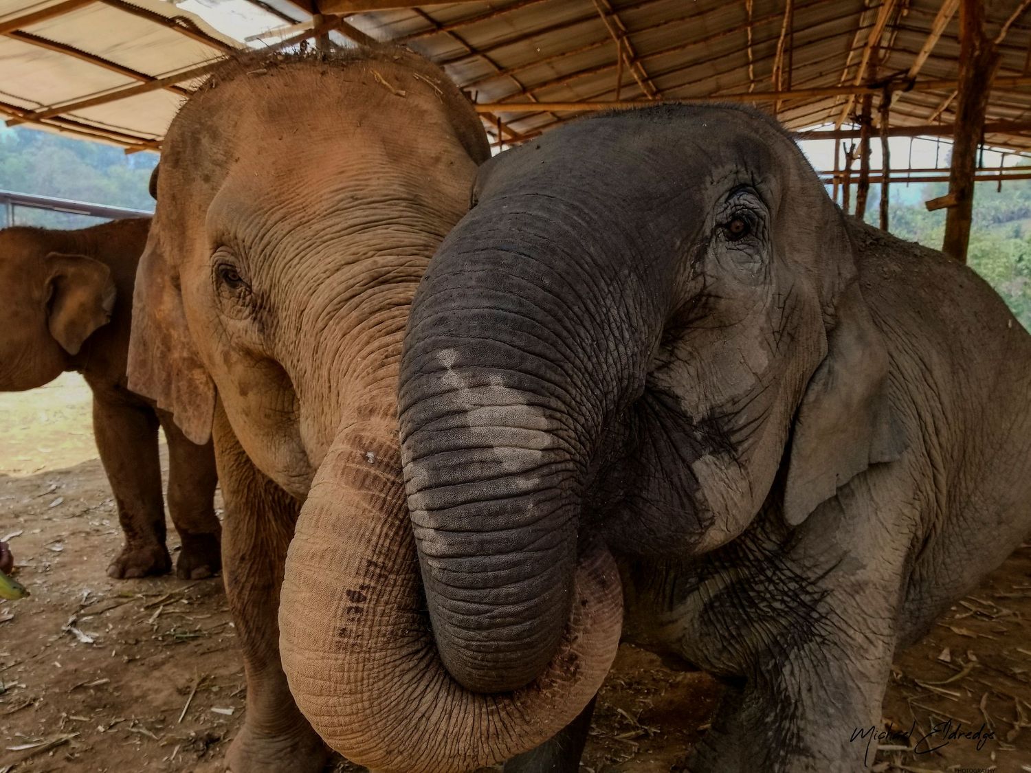 A series of close-up shots showing the faces and trunks of Asian elephants under a covered shelter.