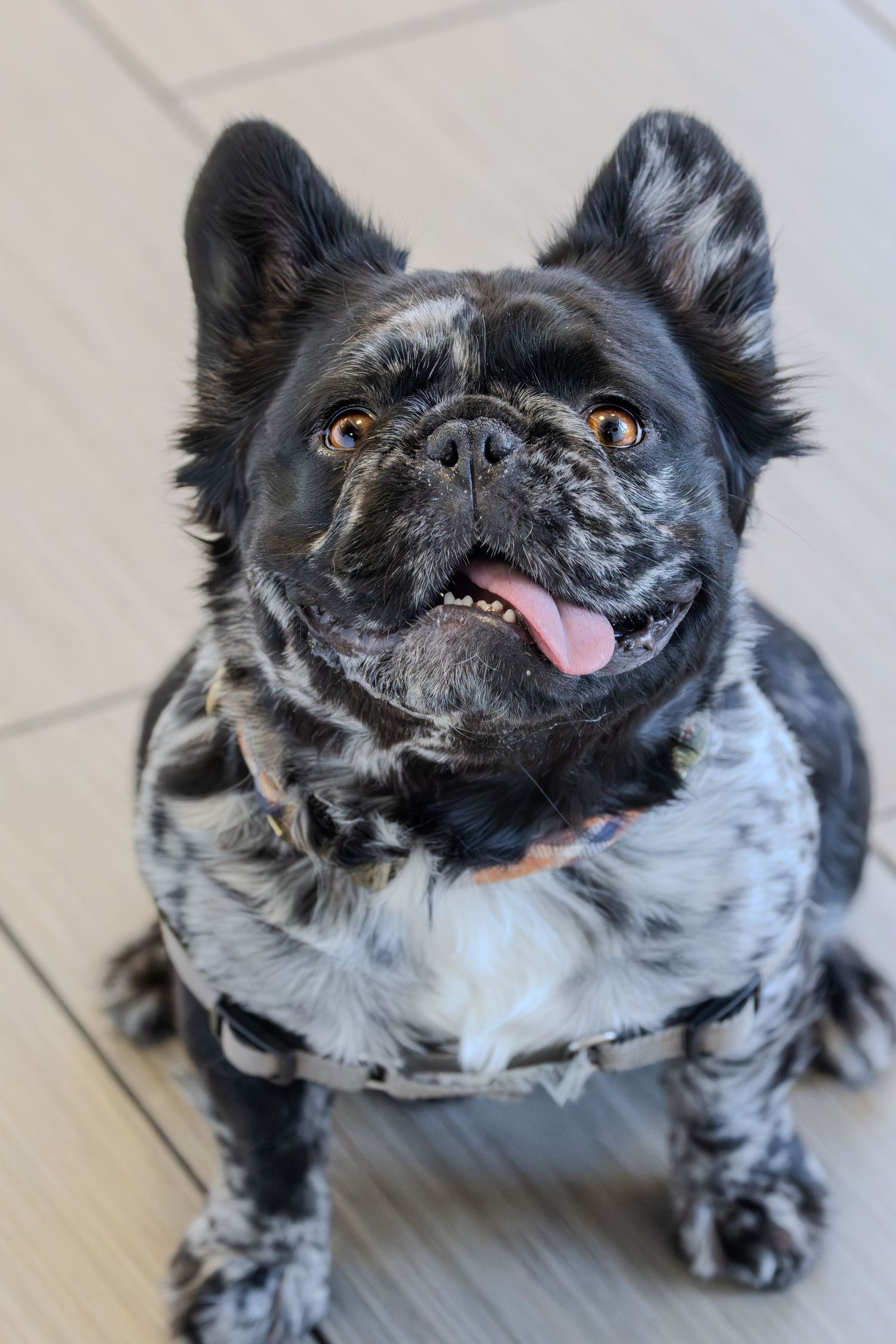 A black and white pug making various playful expressions while lying on a light colored floor.