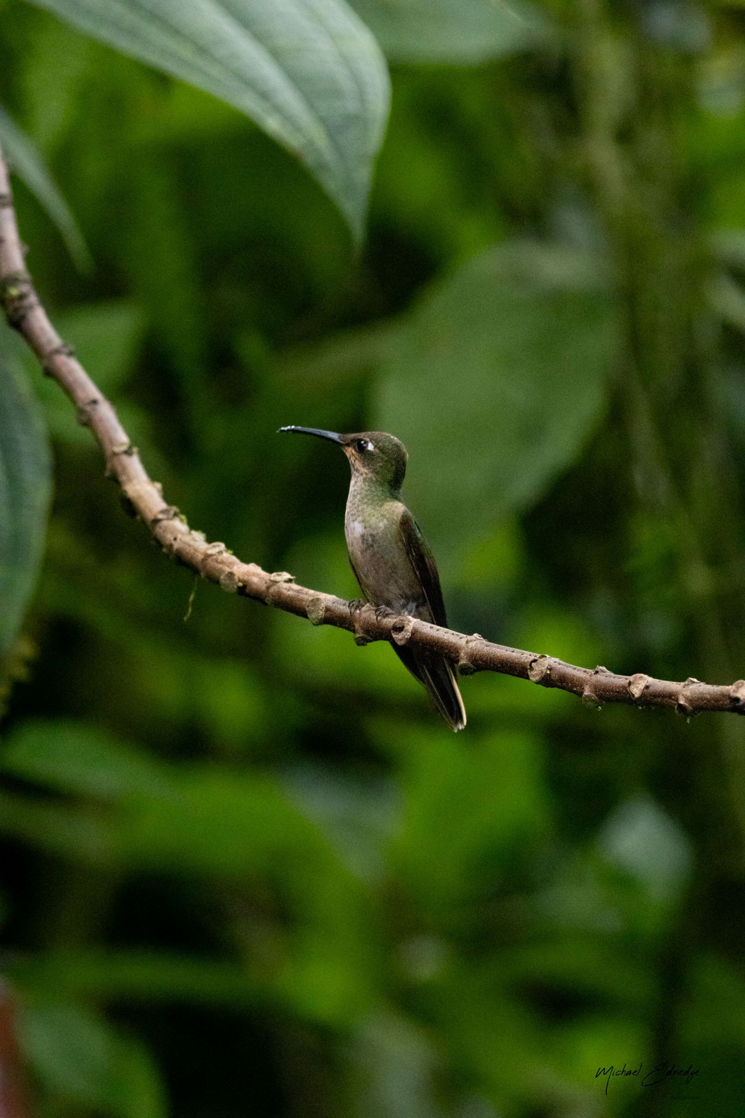 Small hummingbird rests on a thin branch surrounded by green foliage.