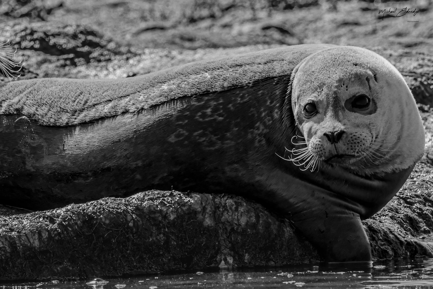 Close-up black and white portrait of a harbor seal resting on rocks.