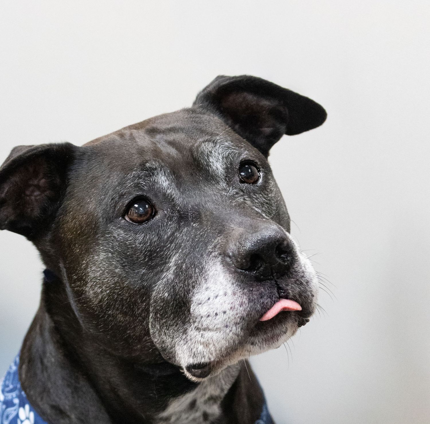 Portrait series of a grey dog with expressive eyes against white background.