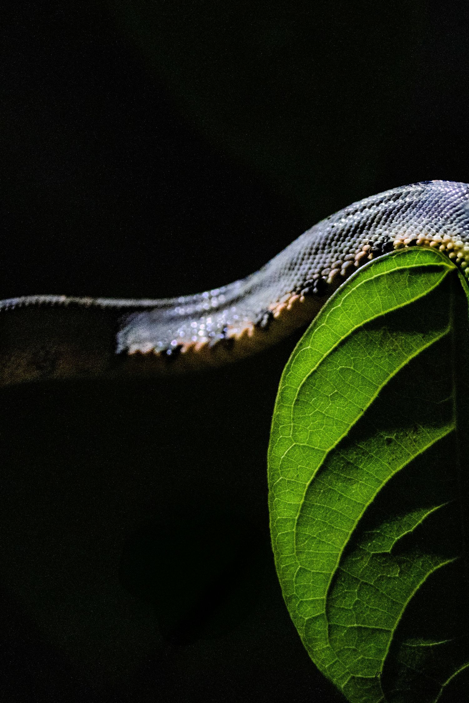Close-up of a snake's scales against a green leaf in dramatic lighting.