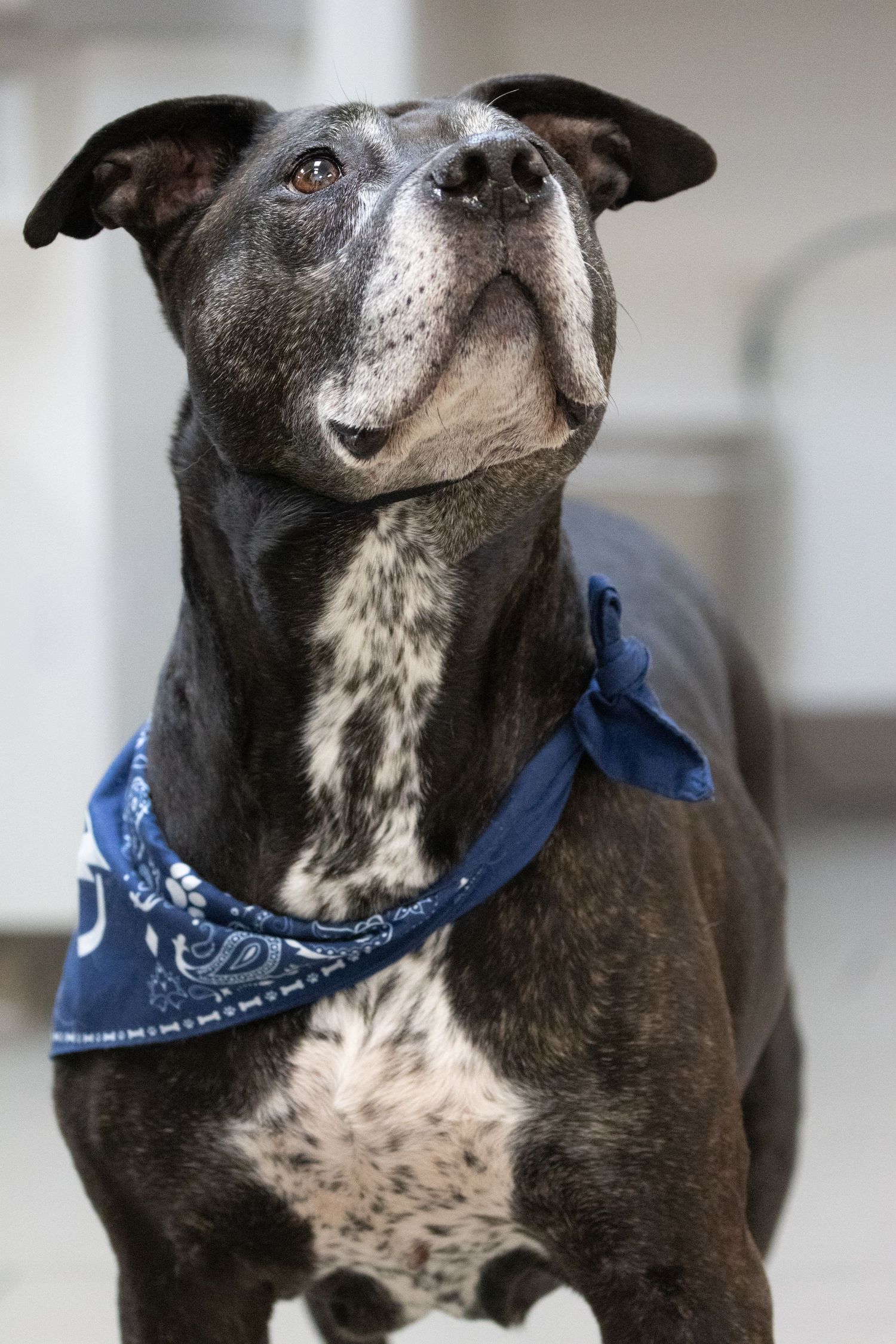Mixed breed dog with black and white spotted coat wearing a blue bandana looking upward in multiple poses.
