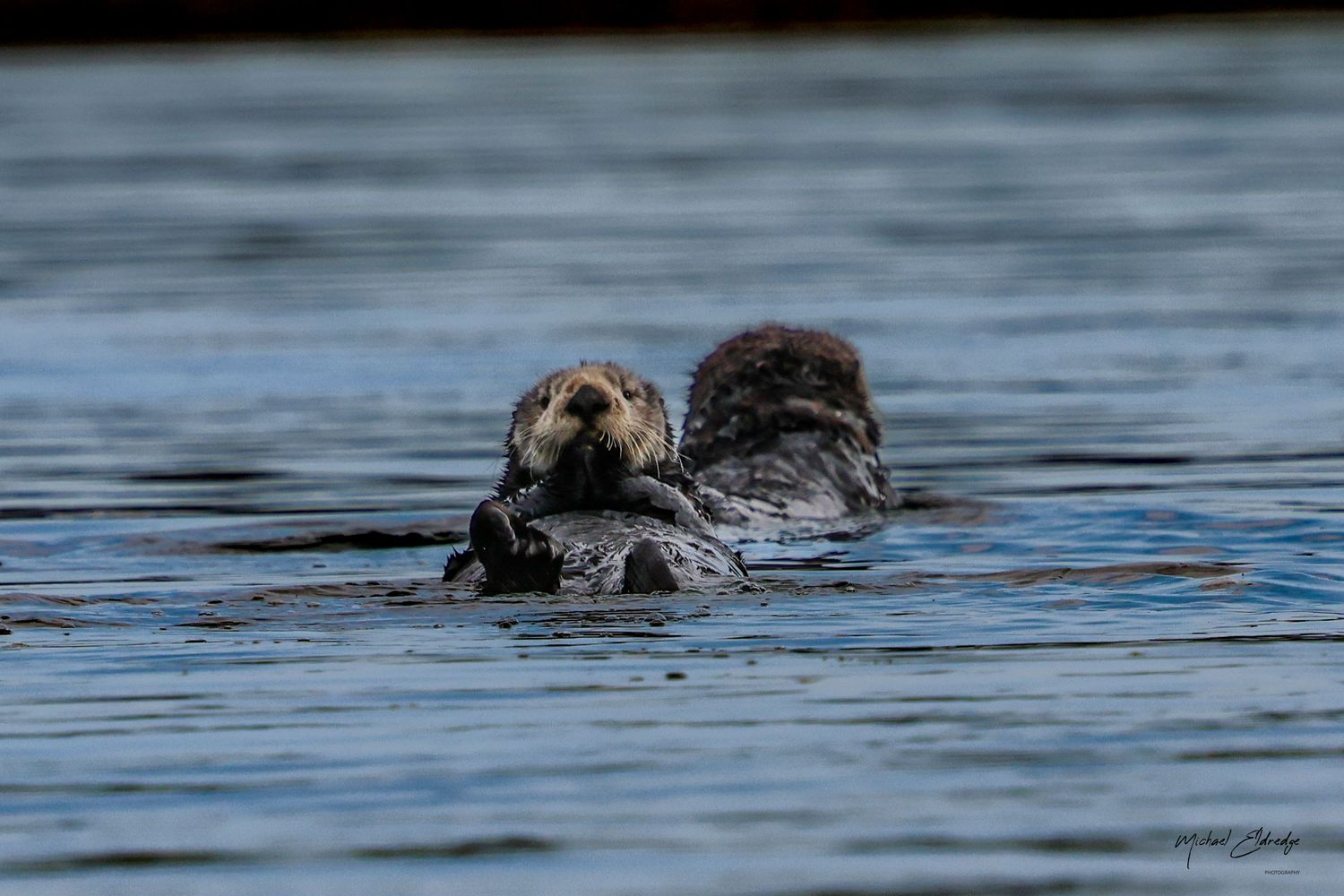 Sea otter floating on its back in calm blue water.