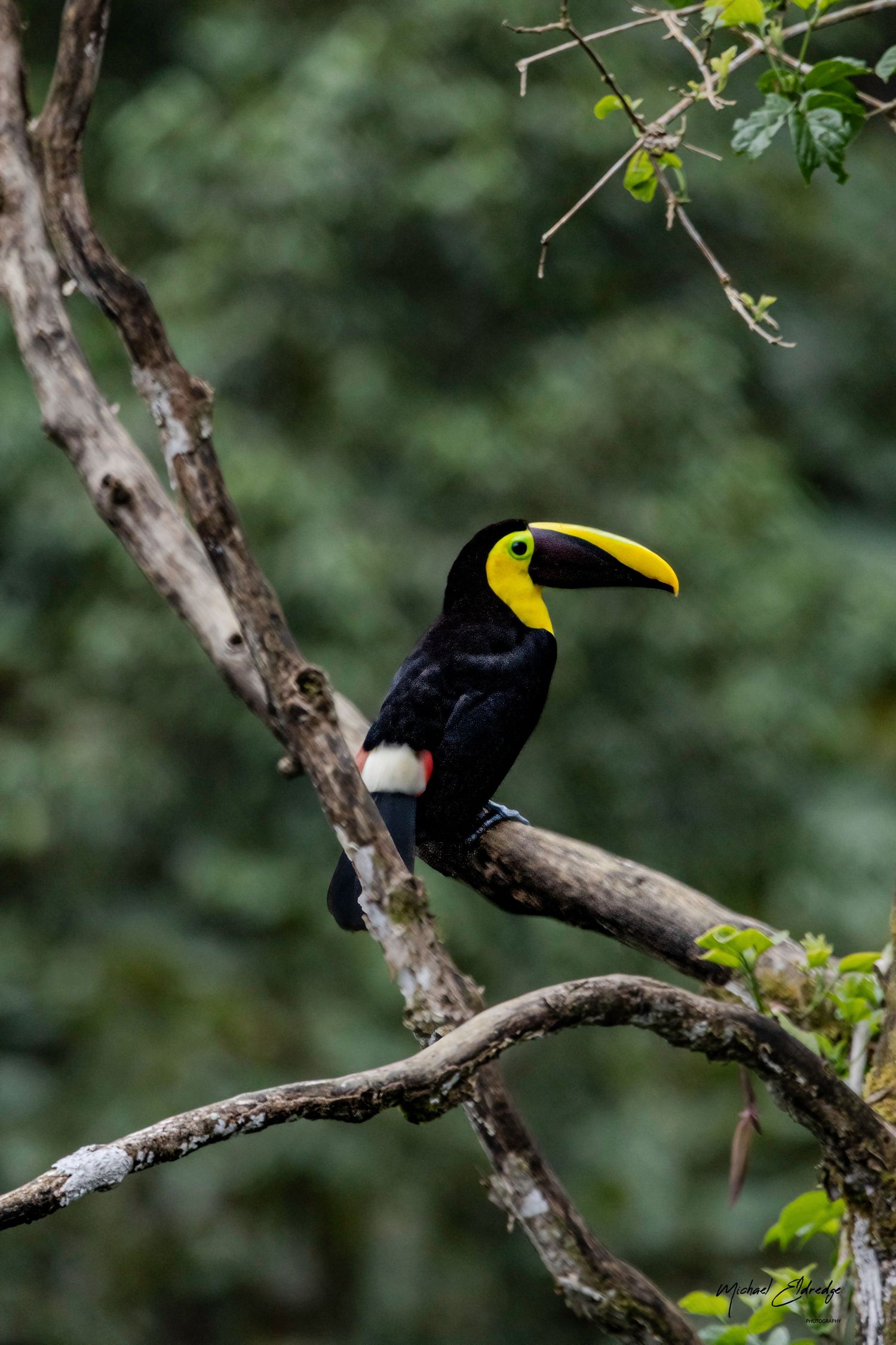 A black toucan with vibrant yellow beak perches on a tree branch against a blurred green background.