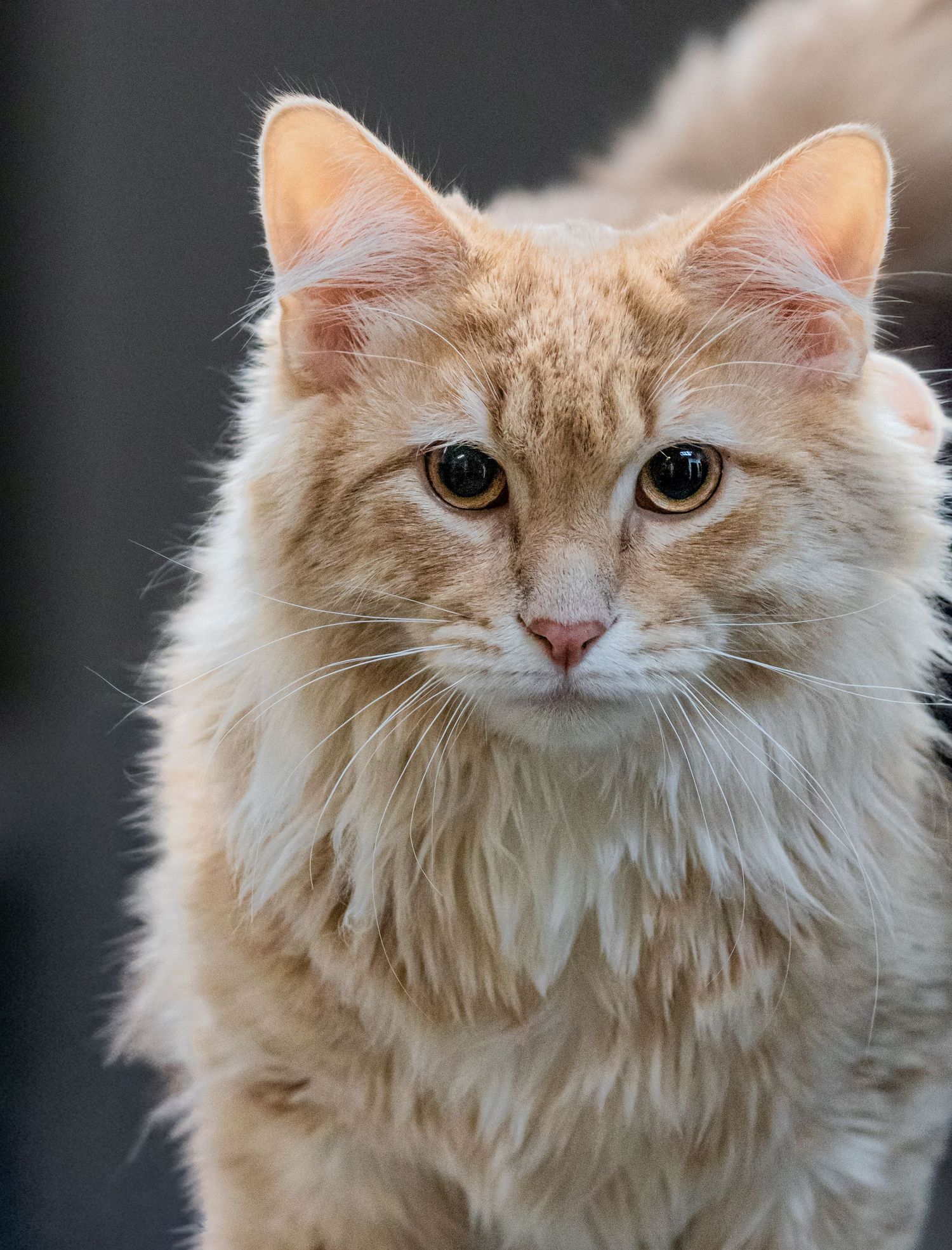 Cream colored long-haired cat with expressive eyes shown in sequential portrait shots.