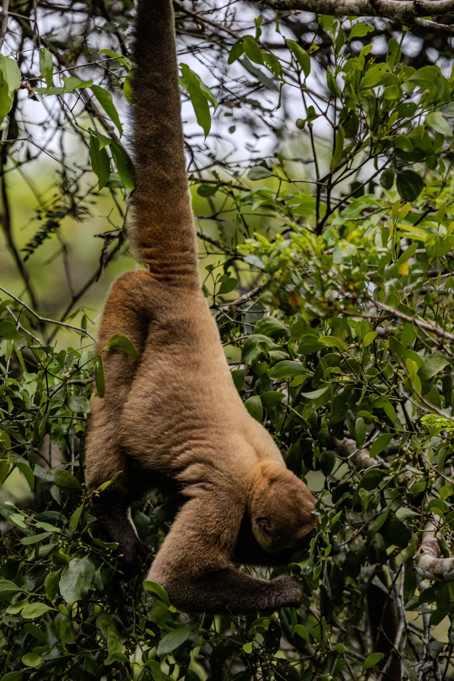 Brown sloth hanging upside down from tree branches surrounded by green foliage.