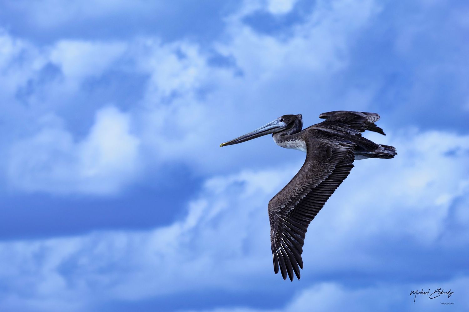 Brown pelican soaring through blue cloudy skies with wings spread wide.