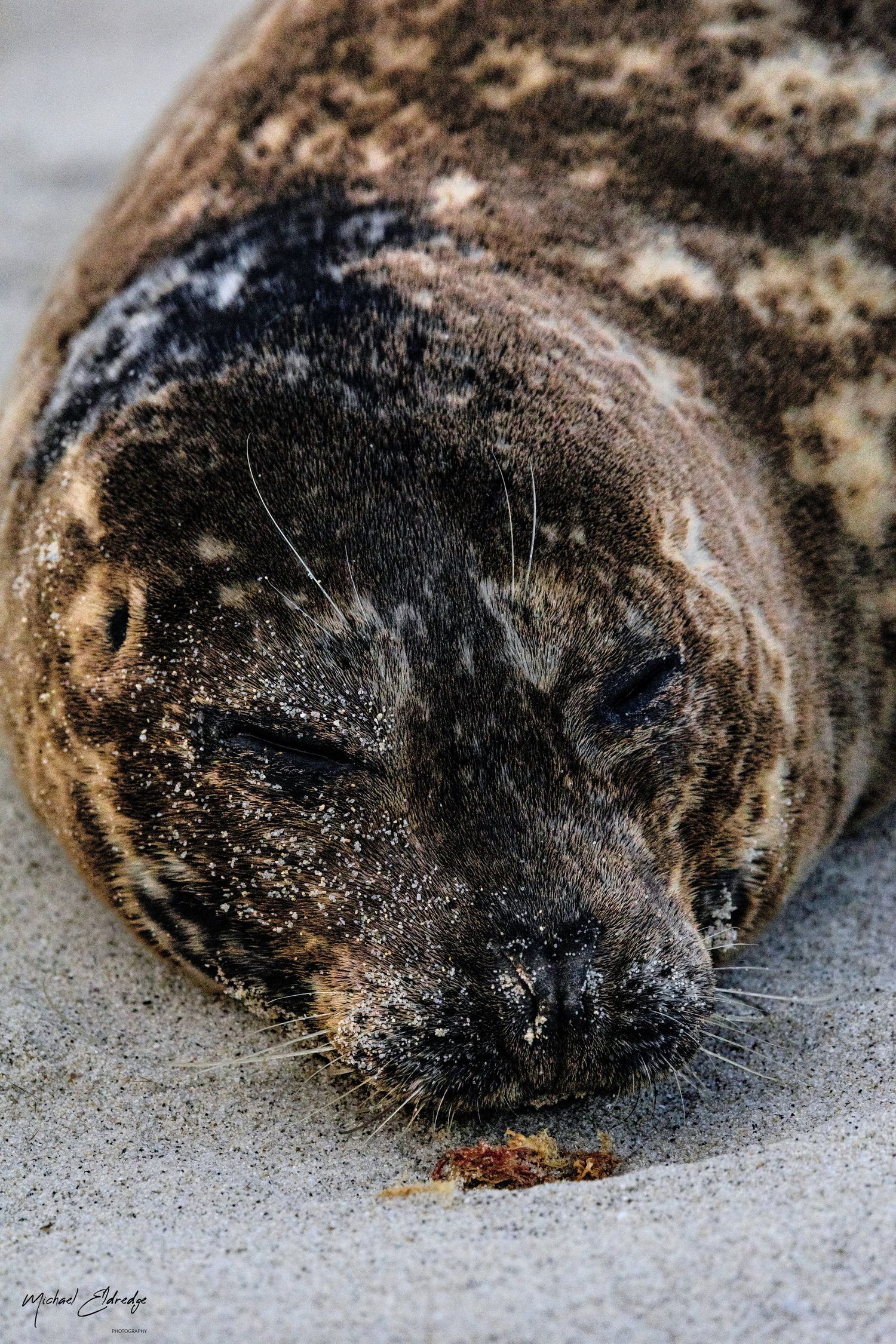 Close-up sequence showing detailed texture of a seal's spotted fur.