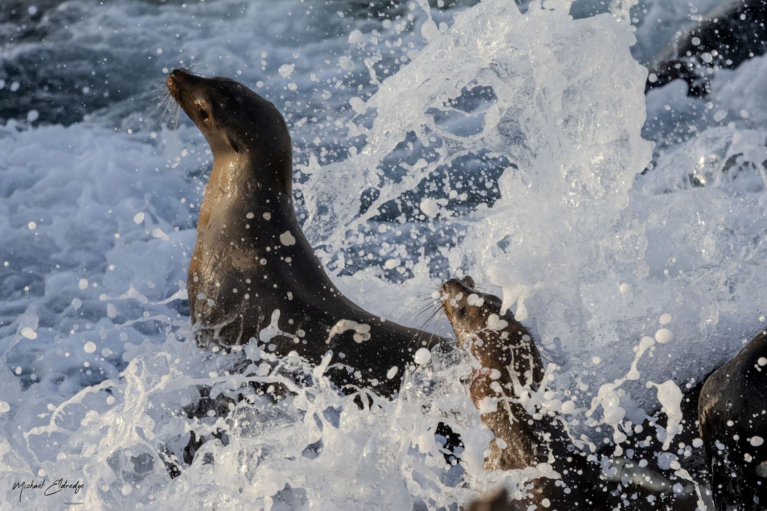 Dynamic sequence of seals swimming through splashing ocean waves.
