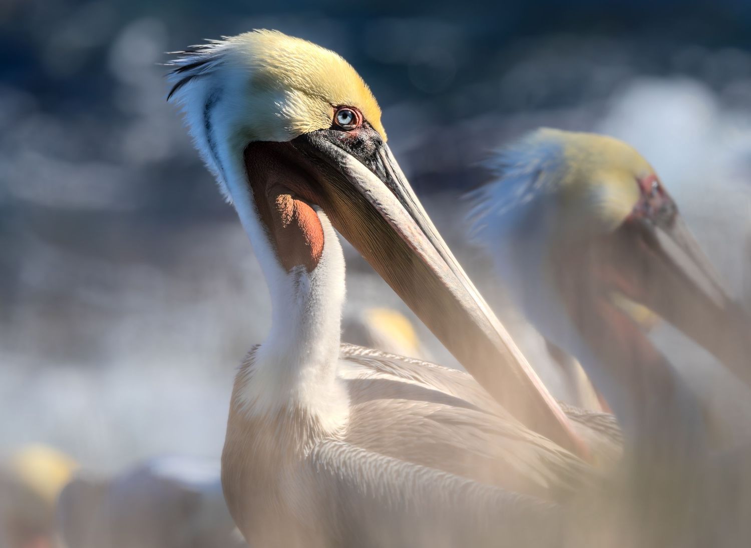 Series of gannet birds with yellow heads diving into water.