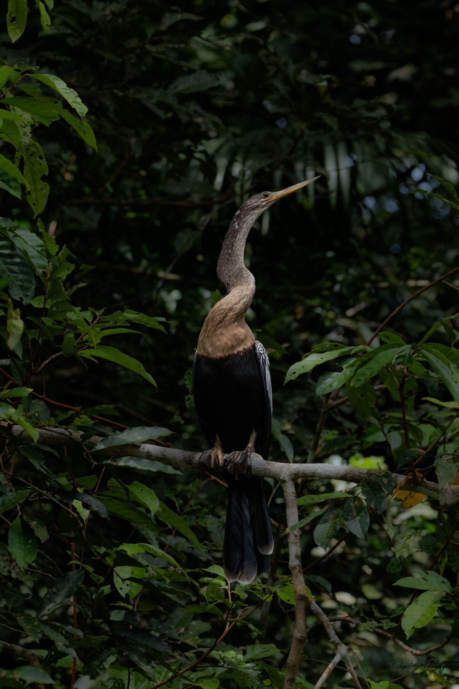 An Anhinga bird perched on a branch surrounded by lush green foliage in a dense tropical forest.