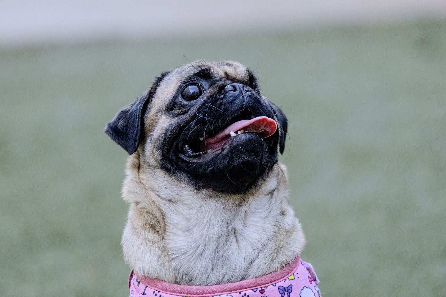 A series of pug dog portraits showing the breed's characteristic wrinkled face and expressions.