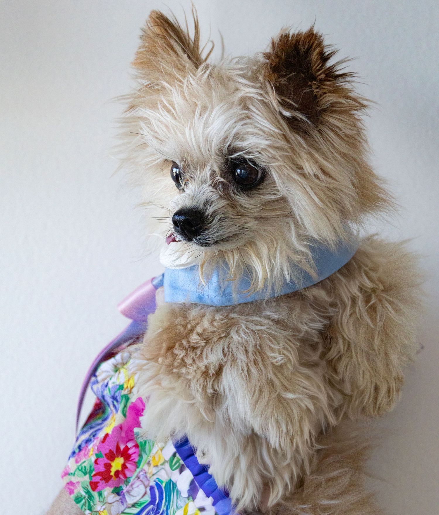 Small fluffy dog wearing light blue collar and floral outfit shown from different angles.