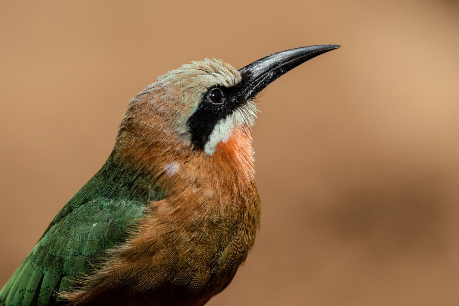 Series of colorful bee-eater birds perched with vibrant green and orange plumage.