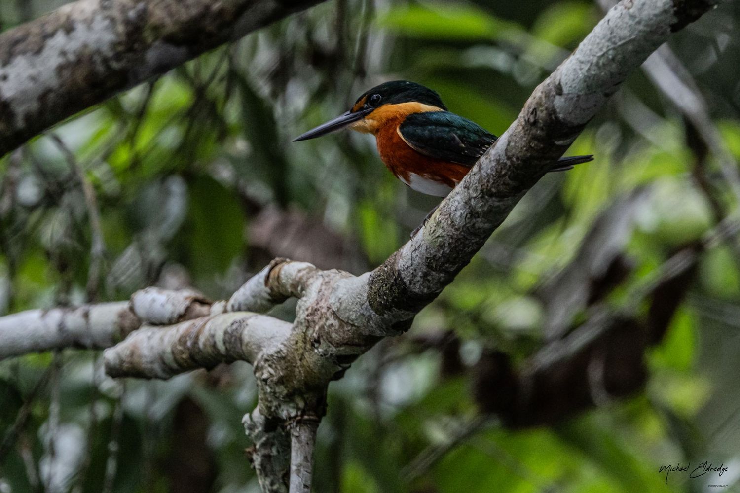 Orange and brown bird resting on a tree branch in natural habitat.