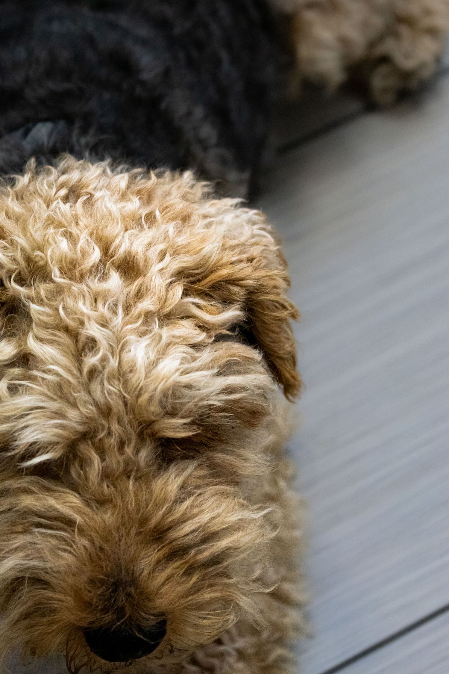 Close-up shots of curly beige fur from what appears to be a teddy bear or plush dog.