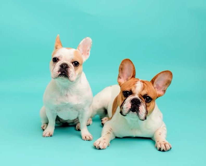 two french bulldogs portrait photo in studio